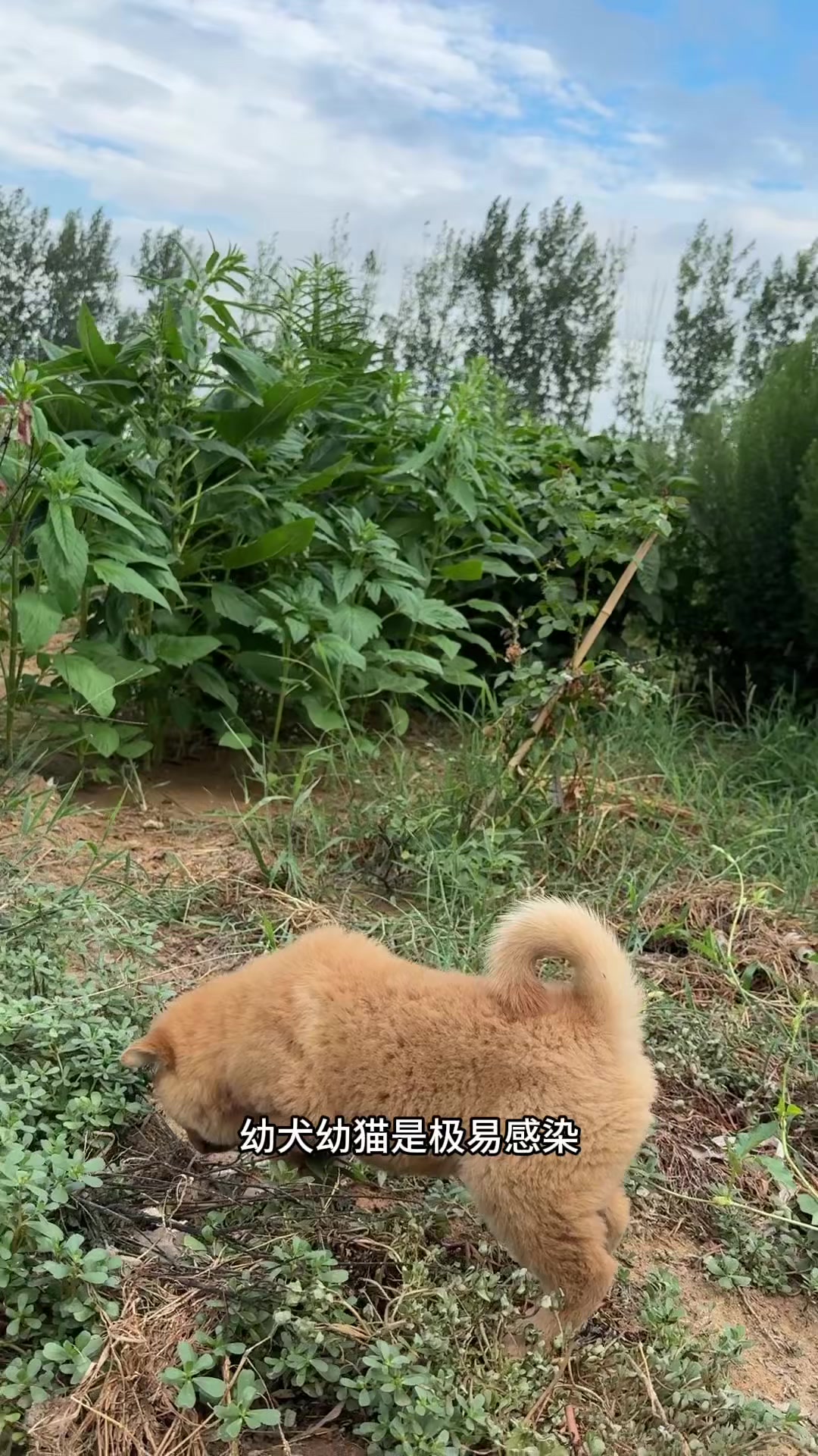 聊一聊小狗到新家都需要注意什么？