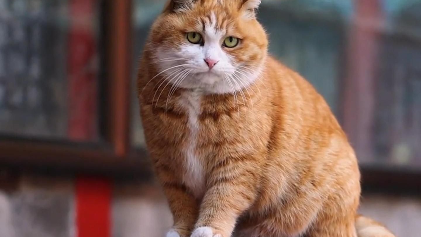 御前带膘侍卫帕帕喵设崩塌，人前唯唯诺诺，人后重拳出击