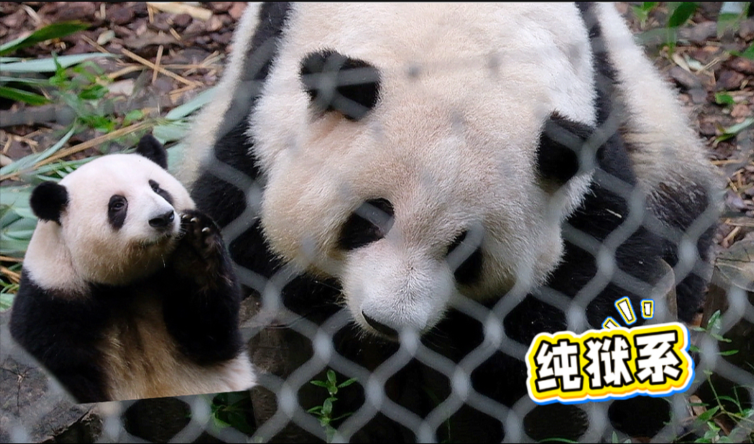 25.08.17 纯狱风阿花观察姨姨还不停挠大脸，保安叔叔都喊不动