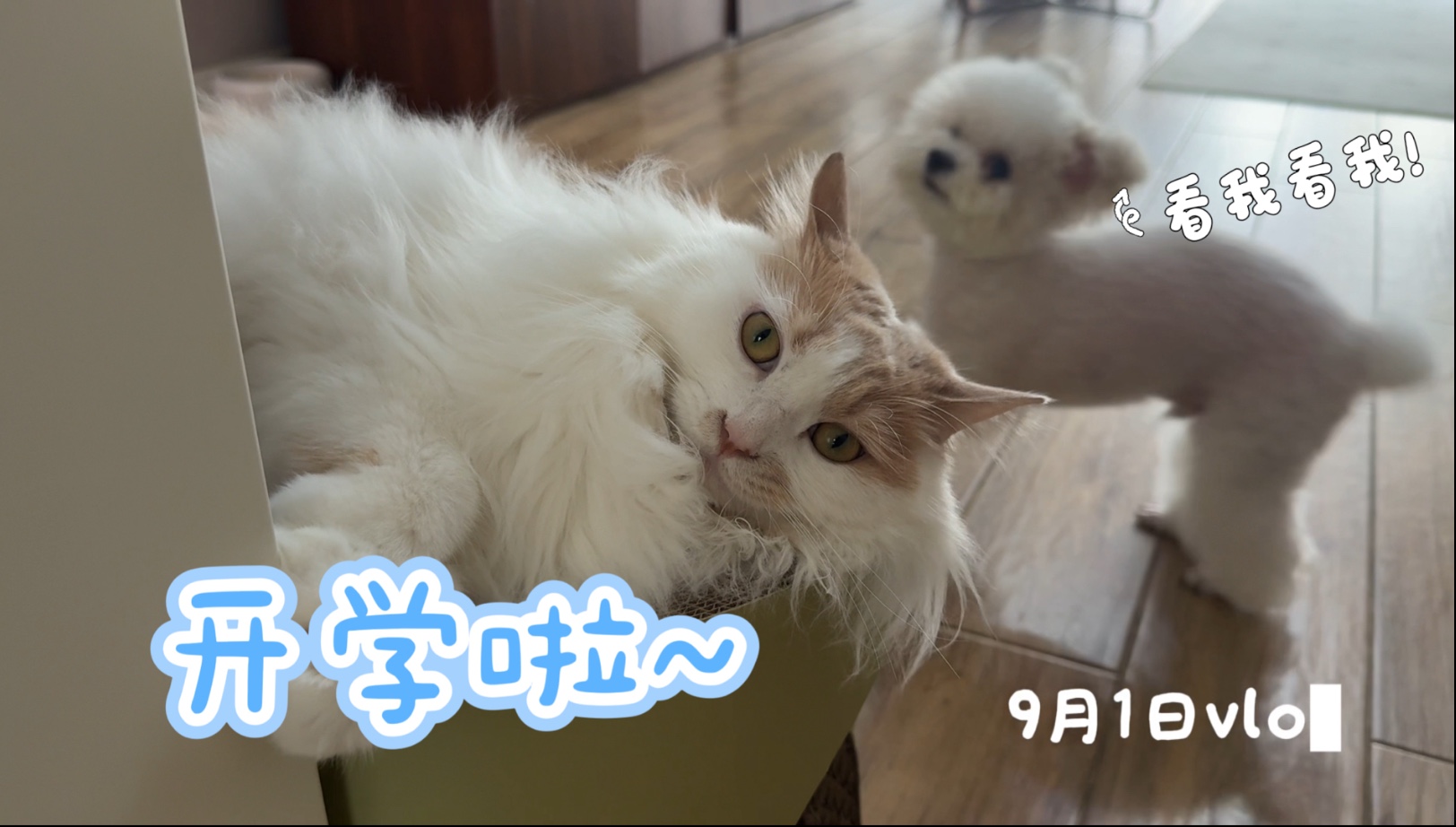 美好九月的第一天，治疗牙齿真的太痛啦！