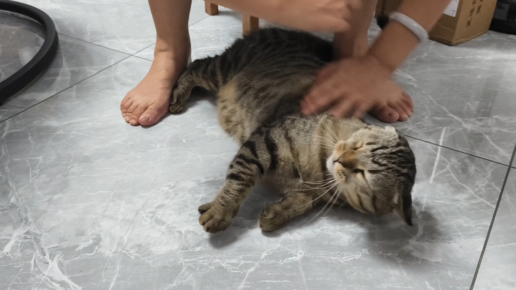 小猫不语 只是一味撒娇