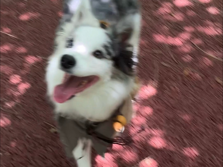 小狗窝要去闯荡江湖啦 快哉快哉