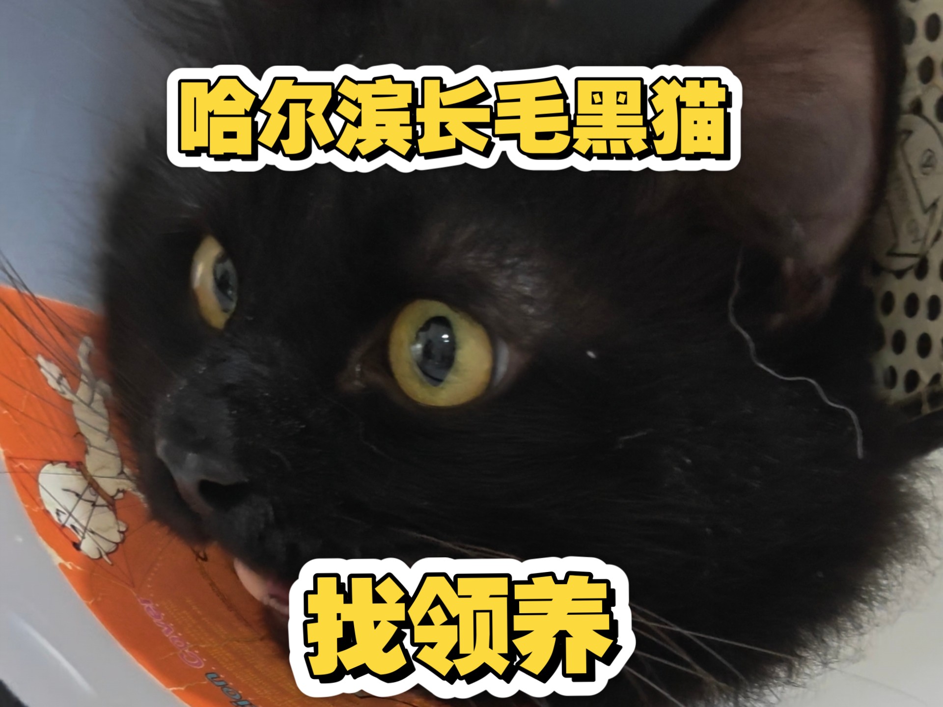 哈尔滨长毛黑猫找领养，公猫，两岁左右身体健康