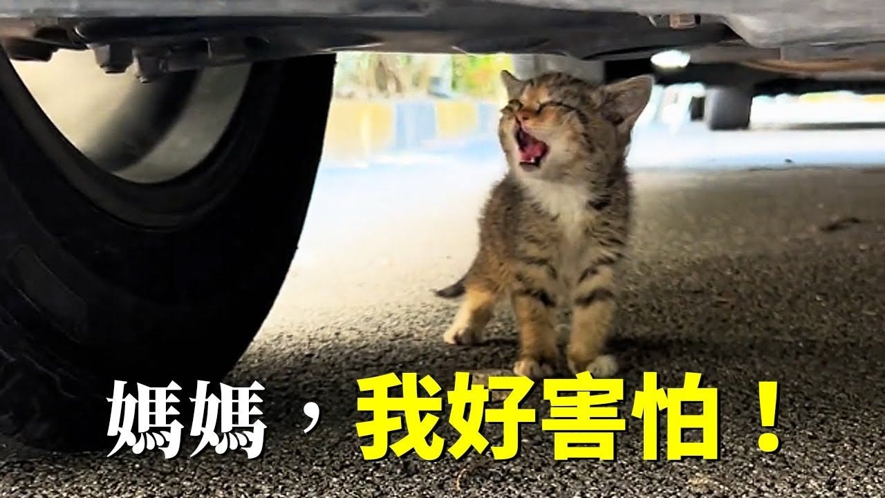 车底救下一只小猫，十天后又来一只...