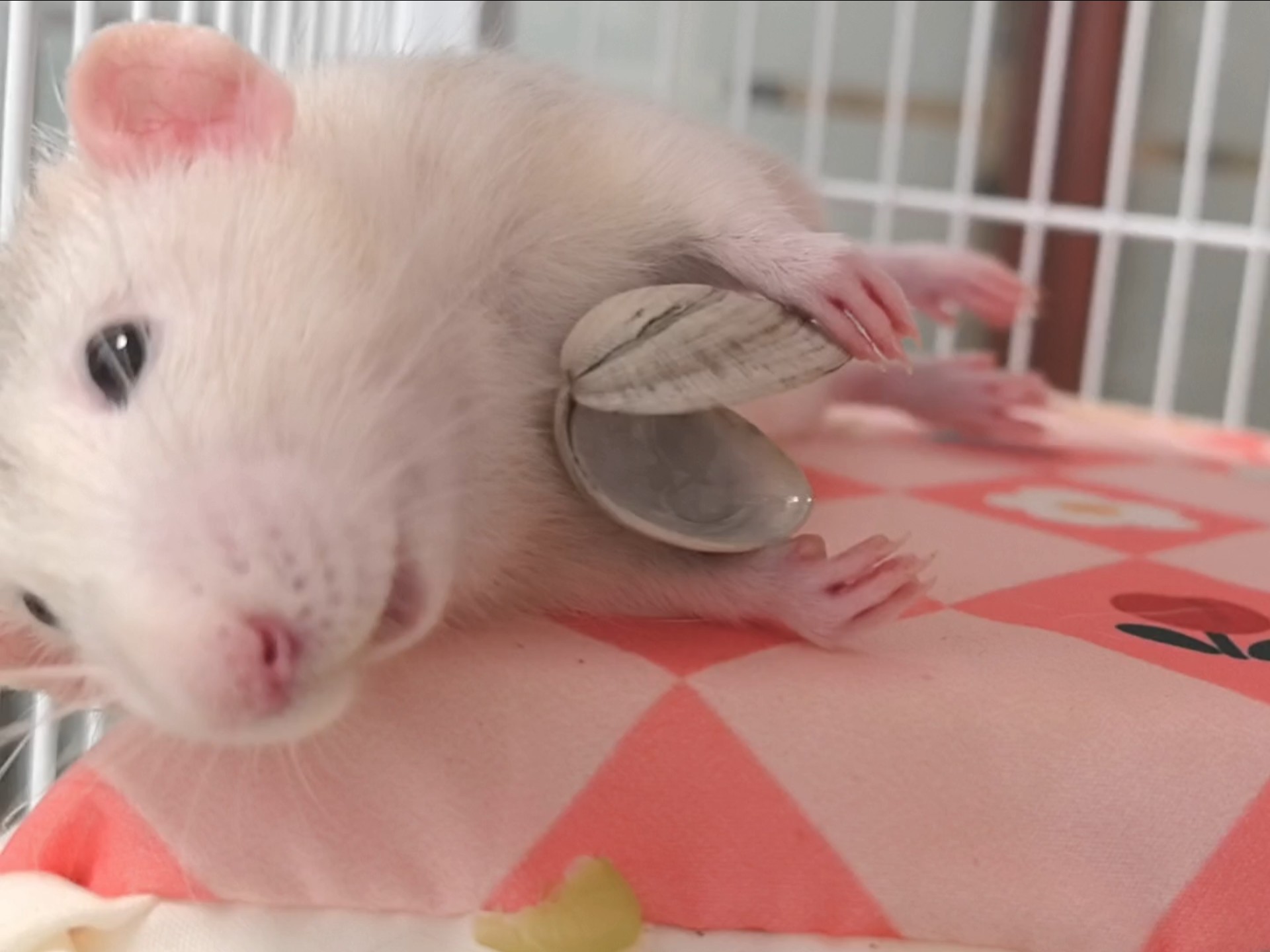 鼠：困困耶，陪人玩一会吧～嗯？好吃的！