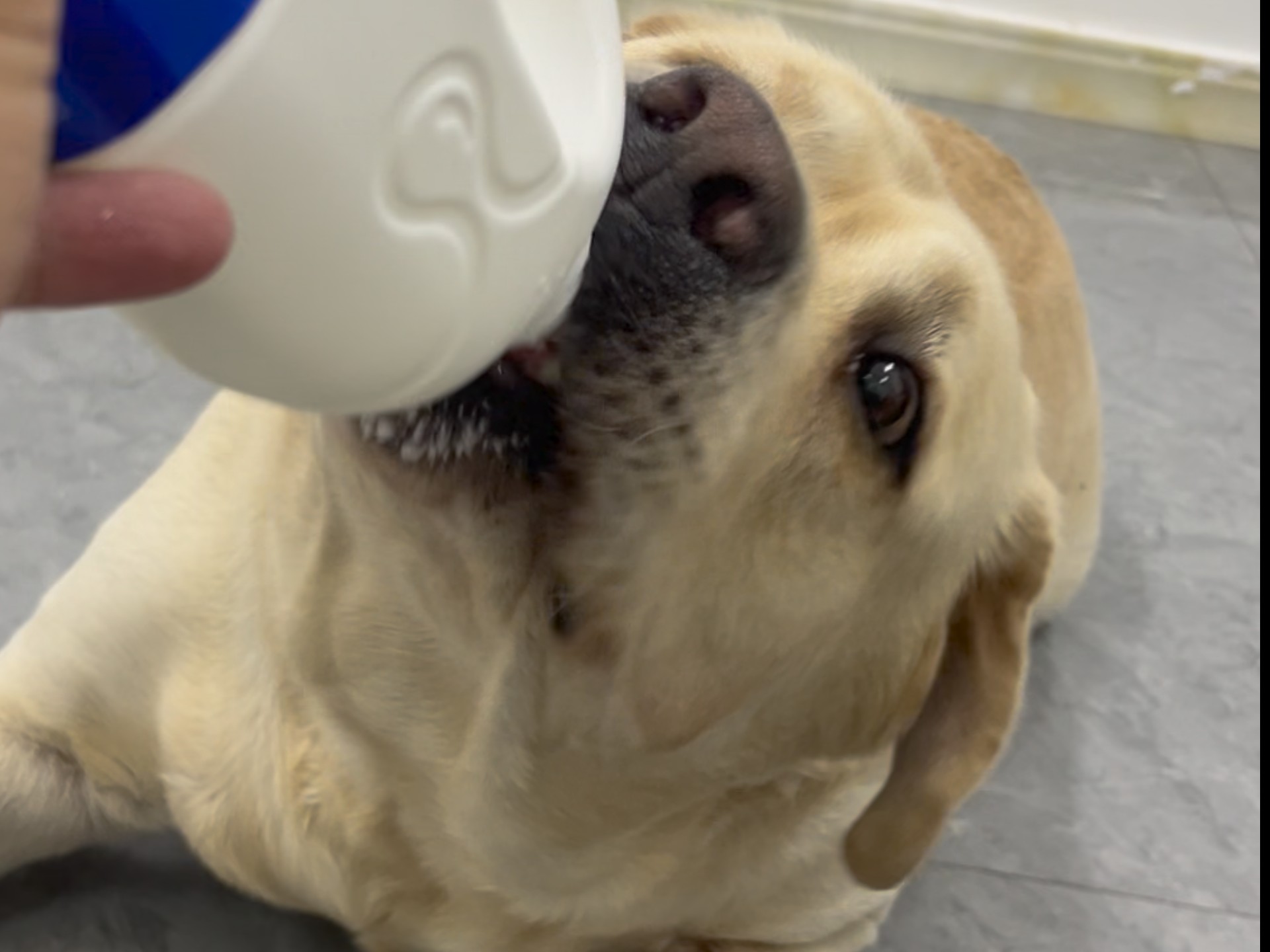 瓶盖和瓶底都是给你的