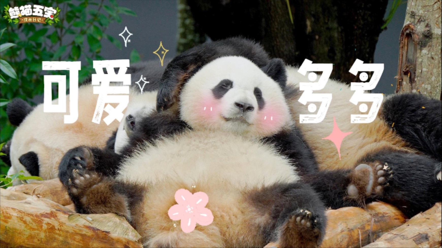 可爱多姐