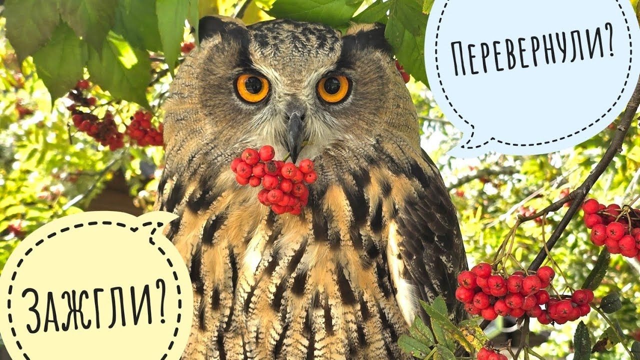 花楸色彩像篝火一样浓烈，好美Yoll~