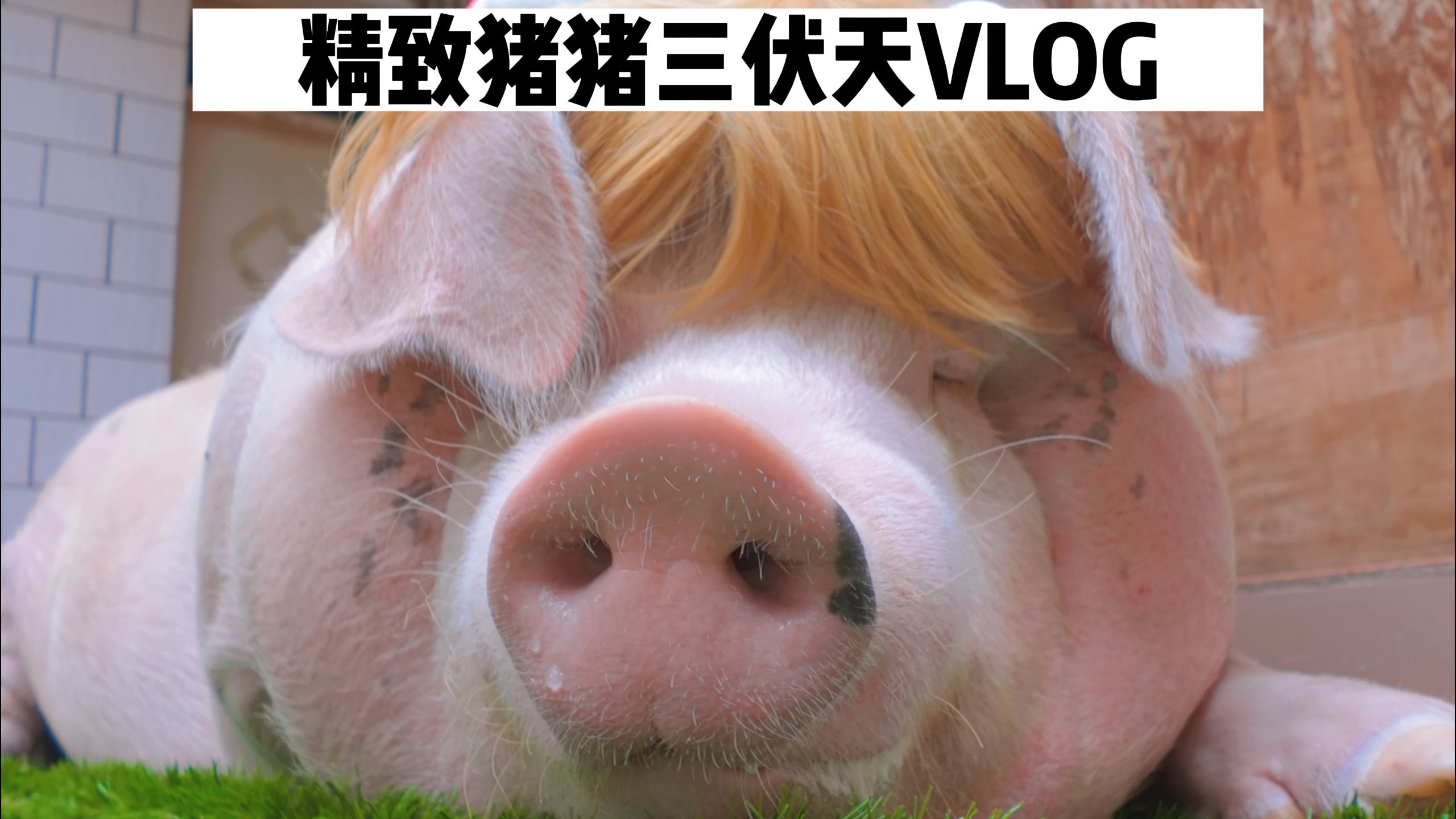 精致猪猪三伏天VLOG