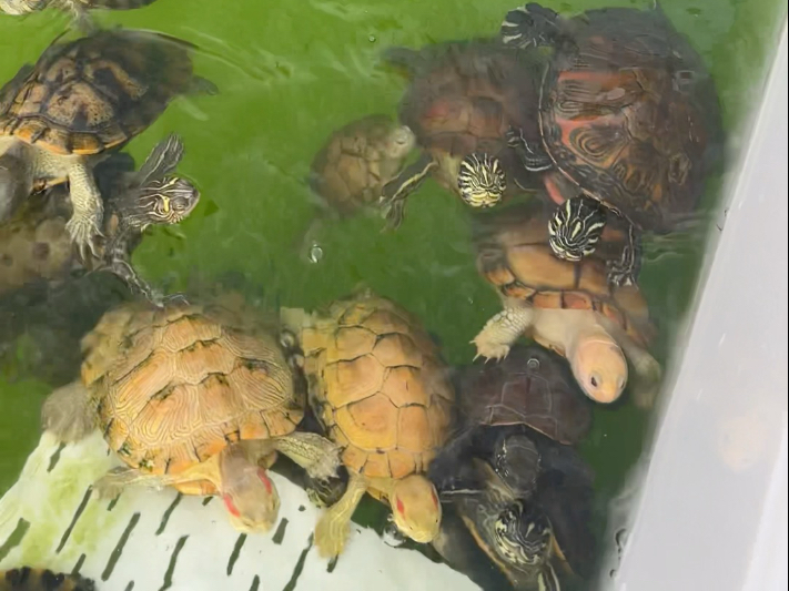 我家龟龟每只都肉眼可见的大了非常多