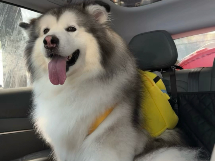 跟胖虎生活里的一些碎碎念