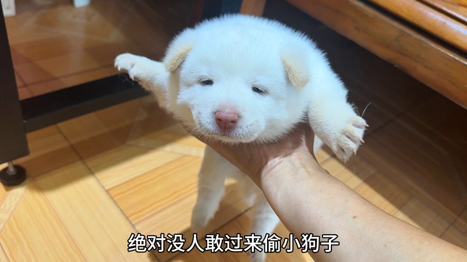 能不能比狗子起得早？