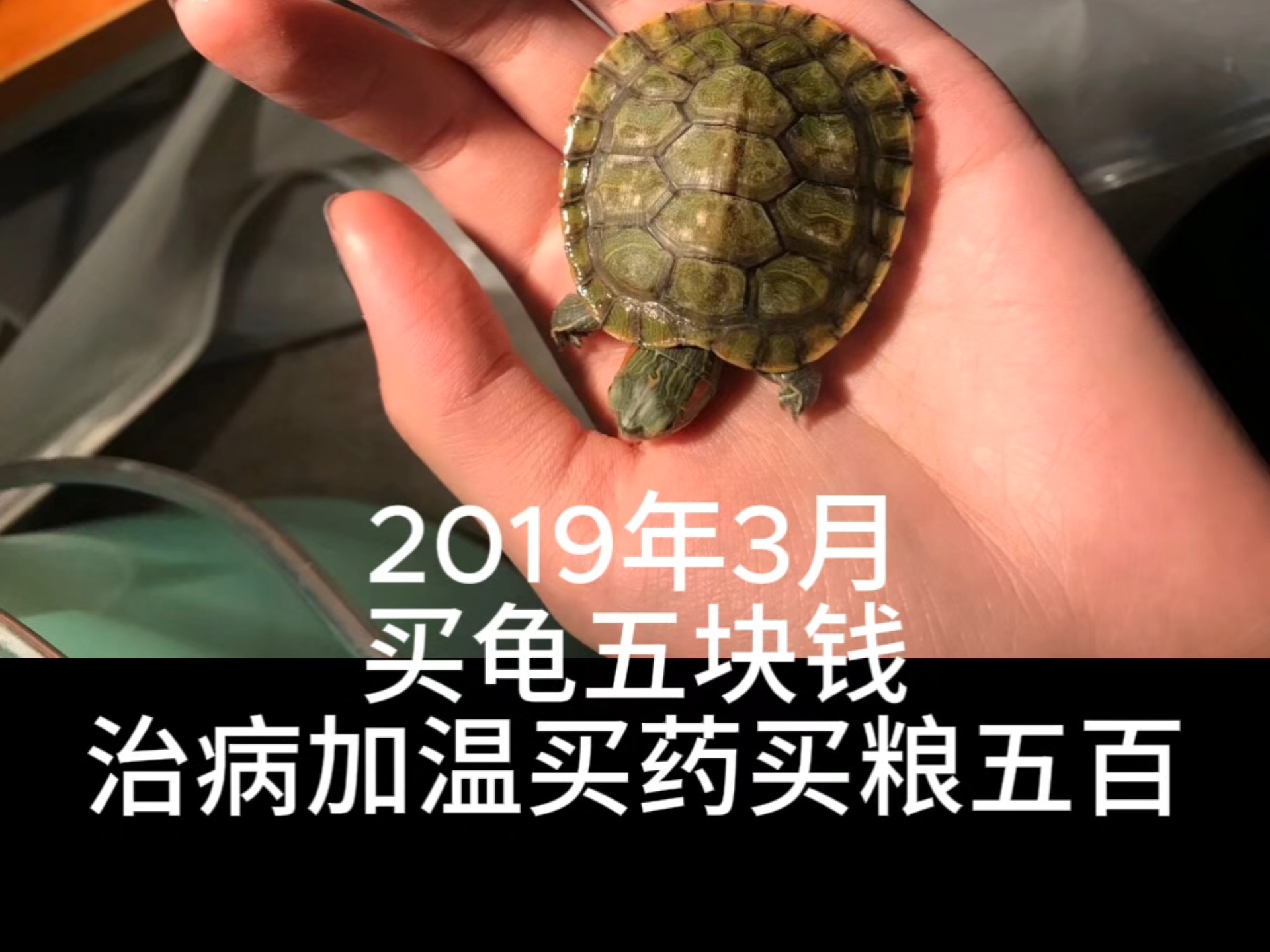 天价小龟入侵我家