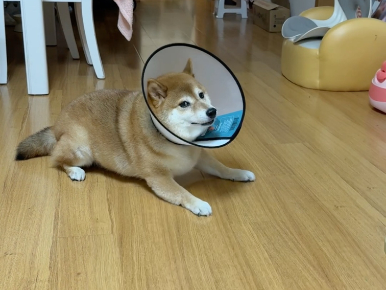 最萌球员申请加入苏超