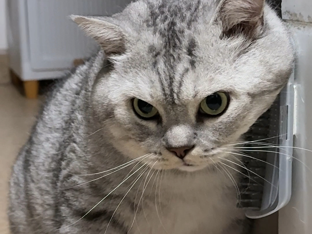 我走一下大壮就叫一下