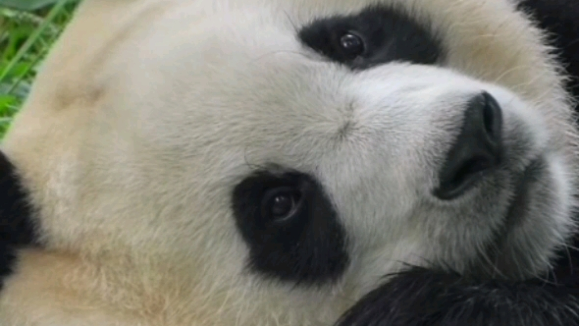 250812 福宝枕着冰块，眼睛睁大、耳朵竖起来听声音，不知道听到