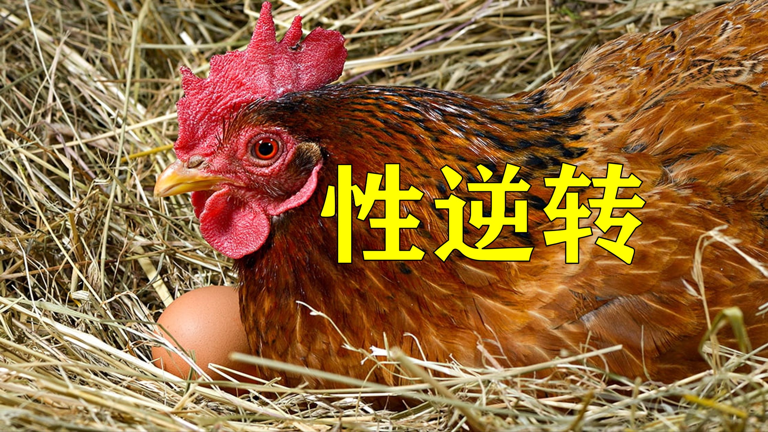 性逆转很常见：鸟的另类传奇