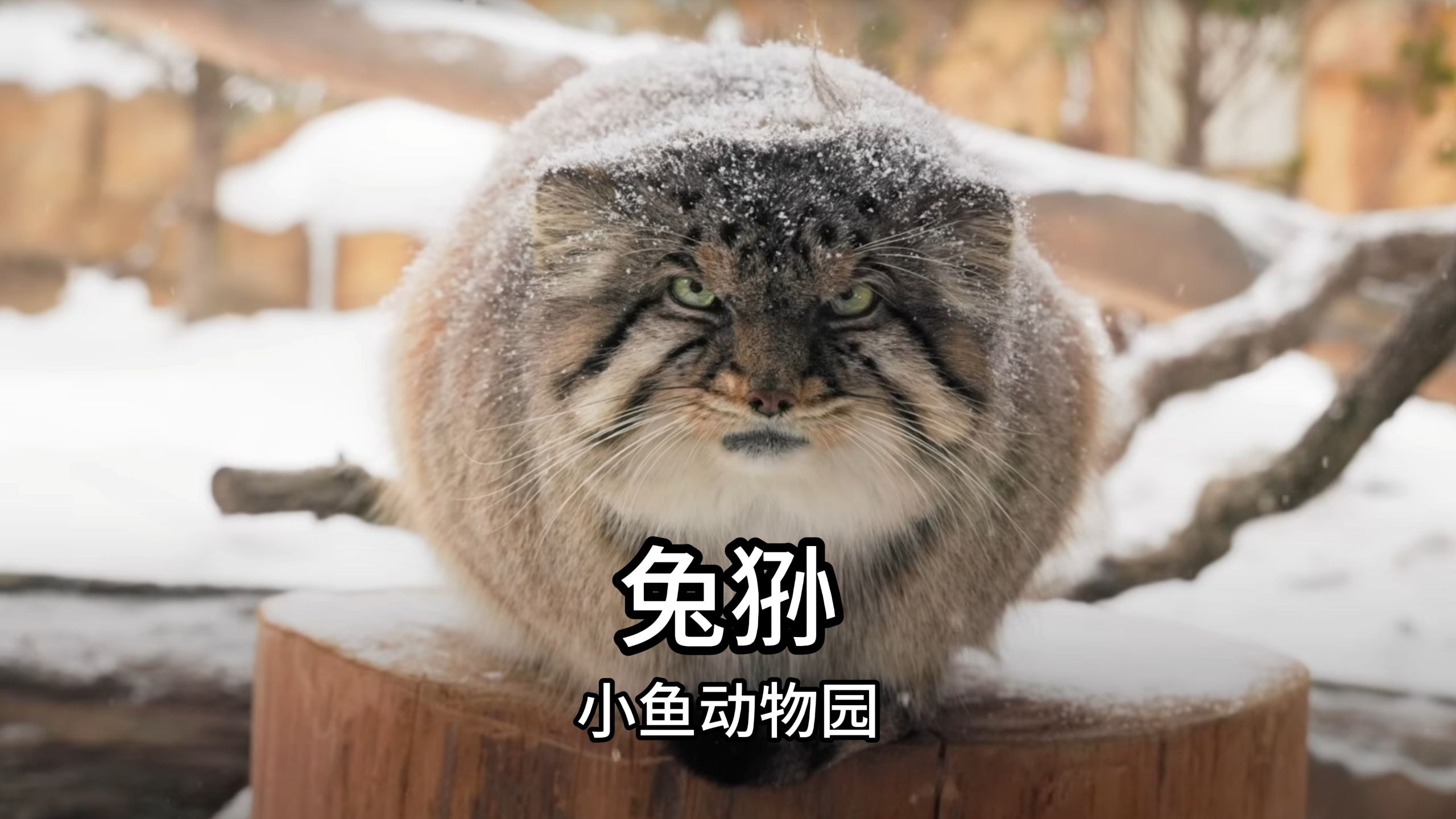 兔狲：看似搏击大自然，实则没招了