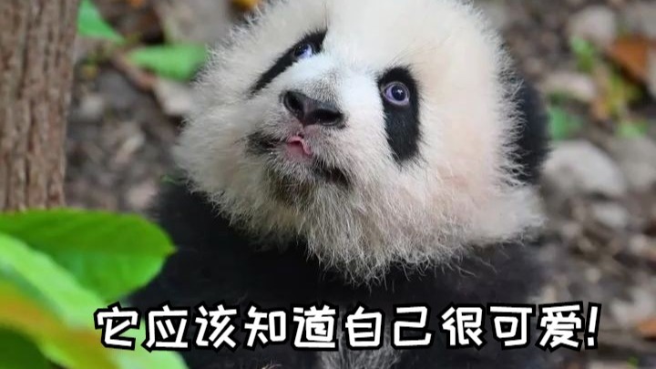这只熊猫宝宝好像知道自己很可爱诶！
