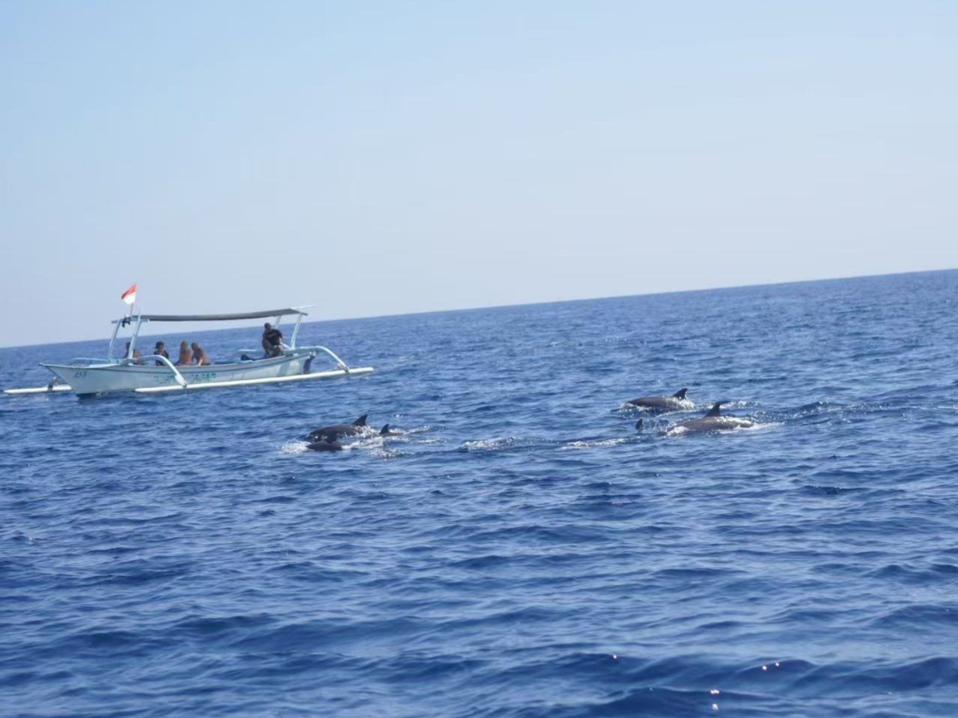 还是在罗威纳追海豚最好玩啦！