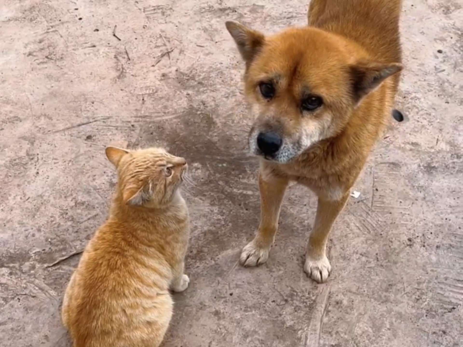 大黄狗说：我一看到小橘猫就没精神
