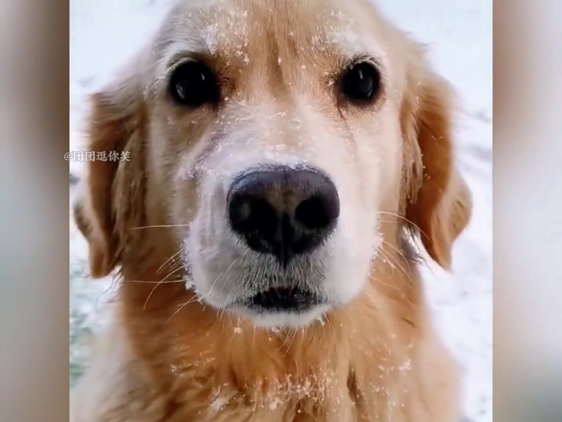 狗子们的冬天来了，看看北方的狗子如何过冬#狗狗 #萌宠 #冻成