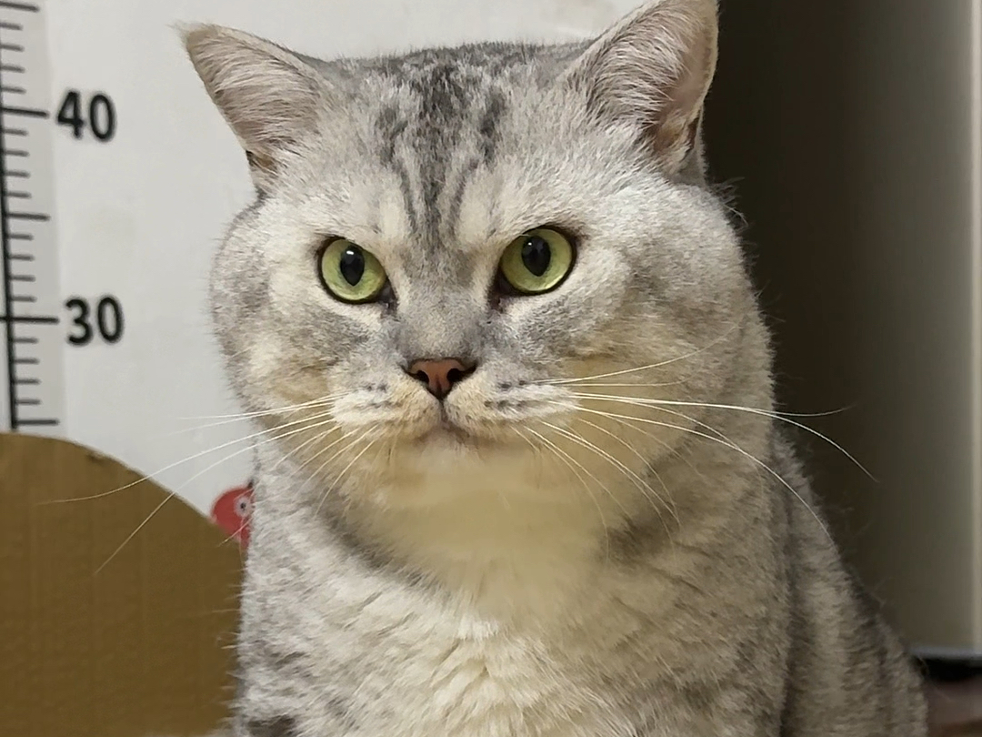 大壮叫，吃饱睡