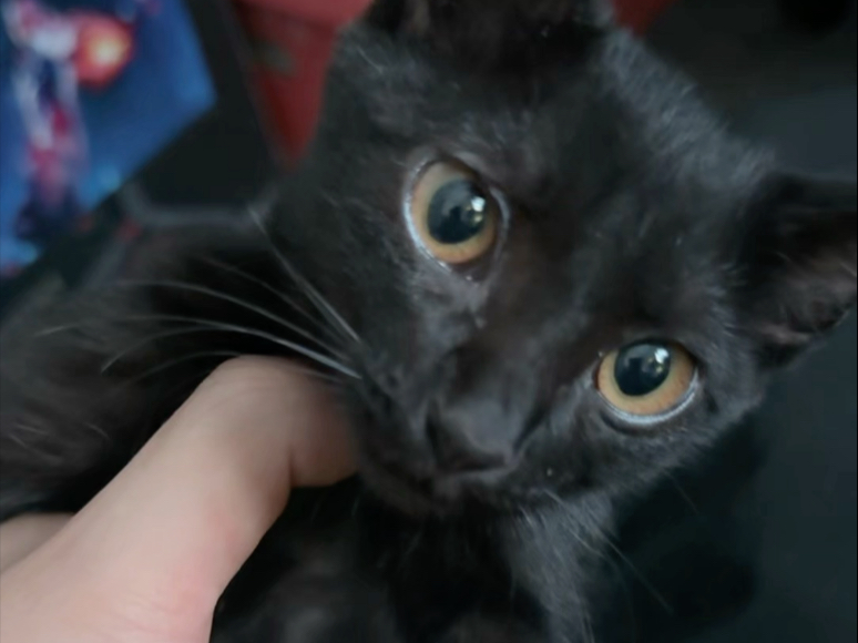 凌晨三点捡了个黑猫，还是瘸腿猫，有什么寓意吗？