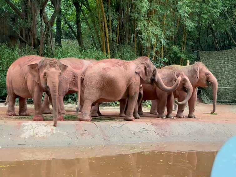 起因风风咬冰块突然叫了声，隆隆捶鼻子，引得叽咕安妮都过来，紧接
