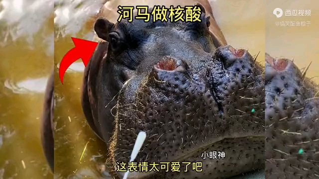 河马做核酸，这小表情也太可爱了吧。