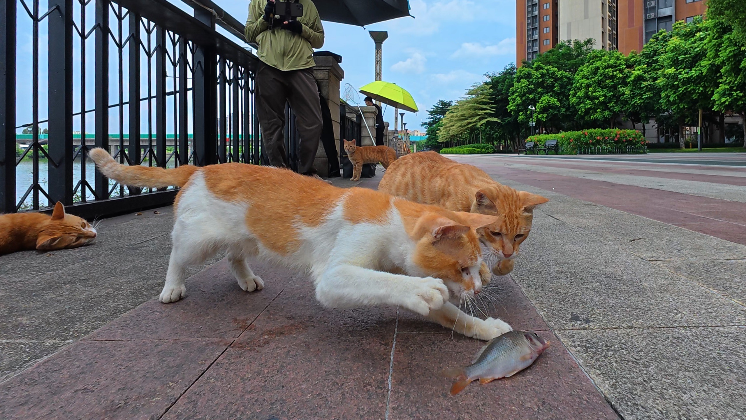 呜呜～杆子断了鱼也跑了！