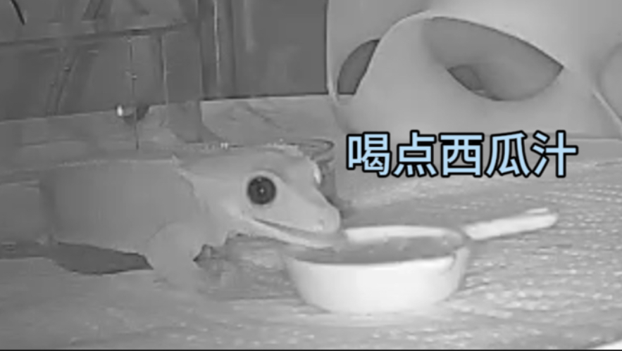 人类首次录到小恐龙吃西瓜