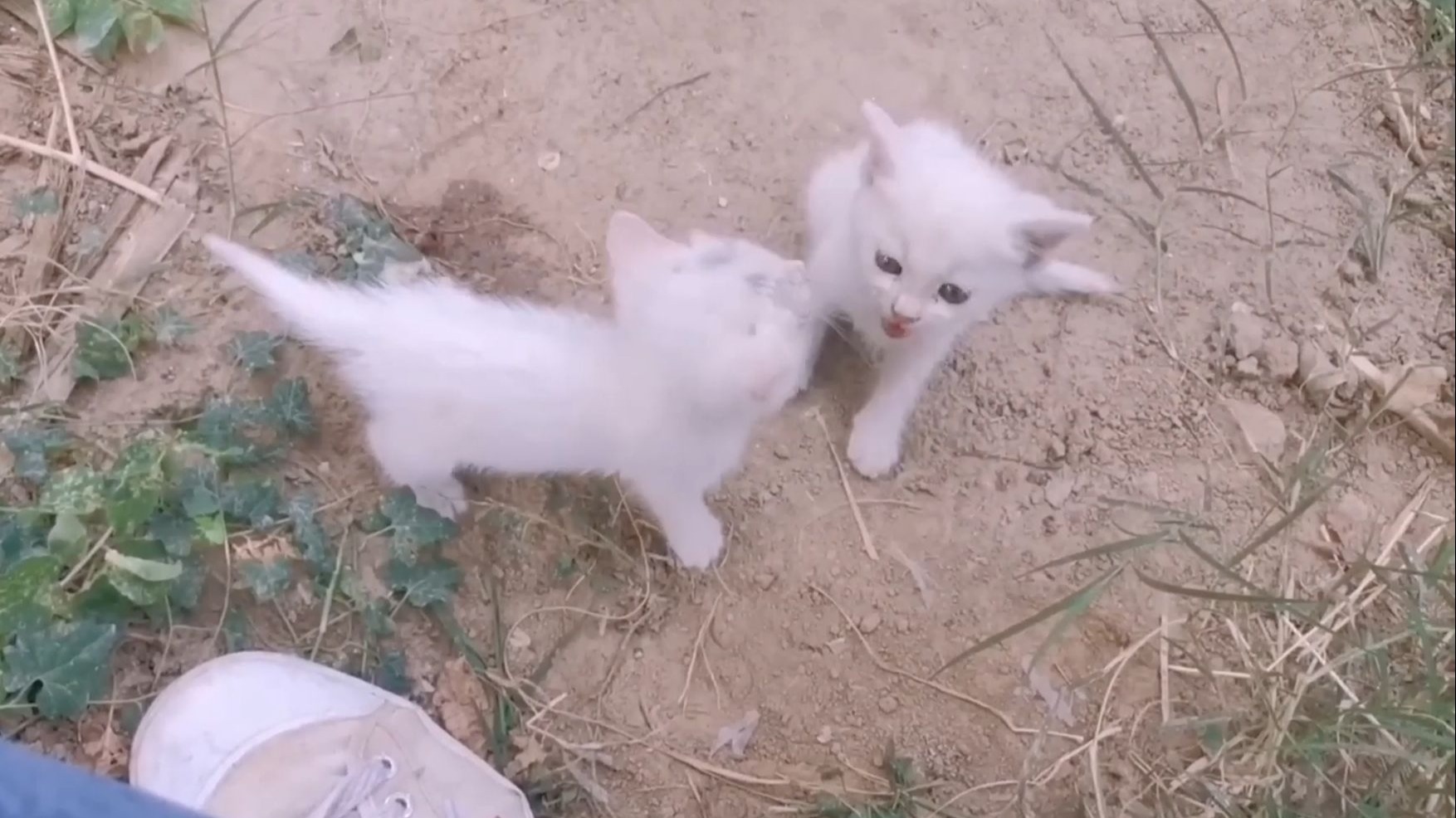 流浪猫妈妈意外去世，留下3个可怜的小猫咪