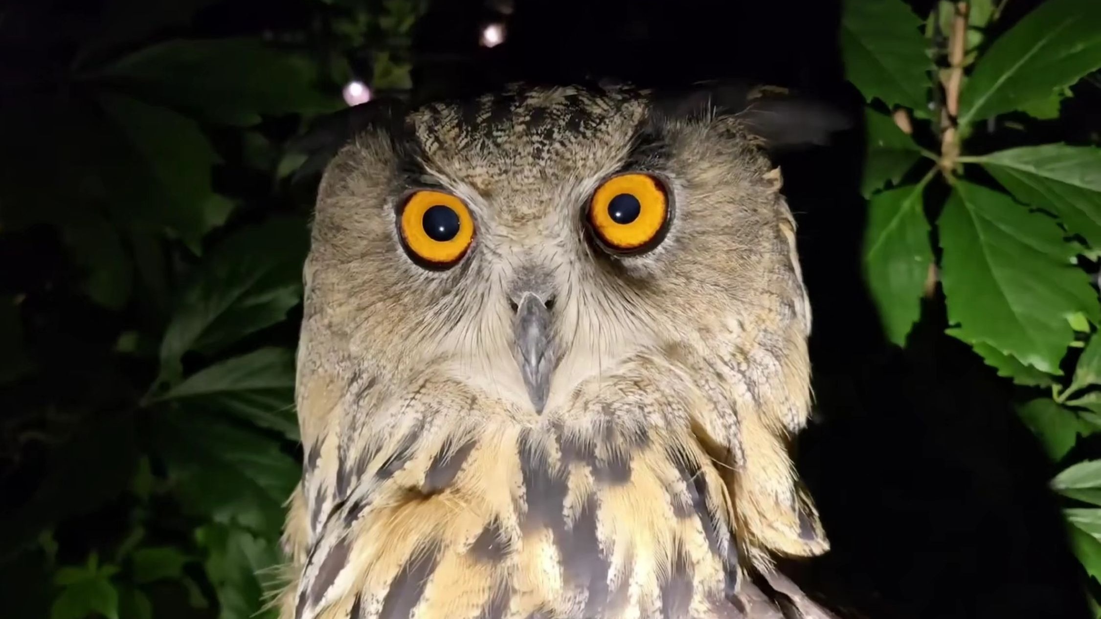 陪你看英仙座流星雨Yoll