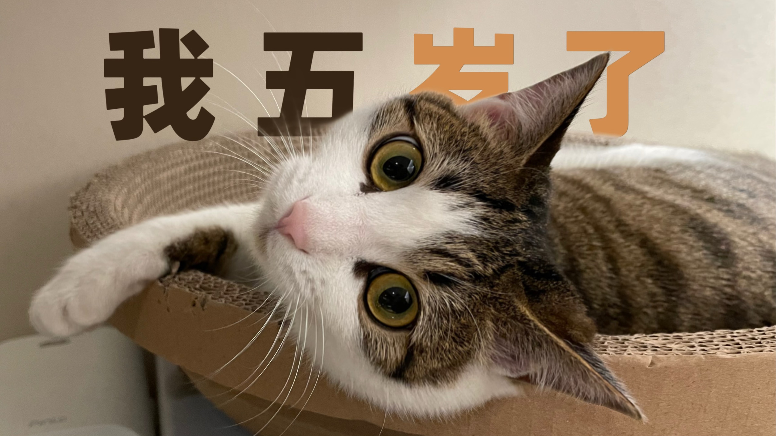 你好，我叫莴苣