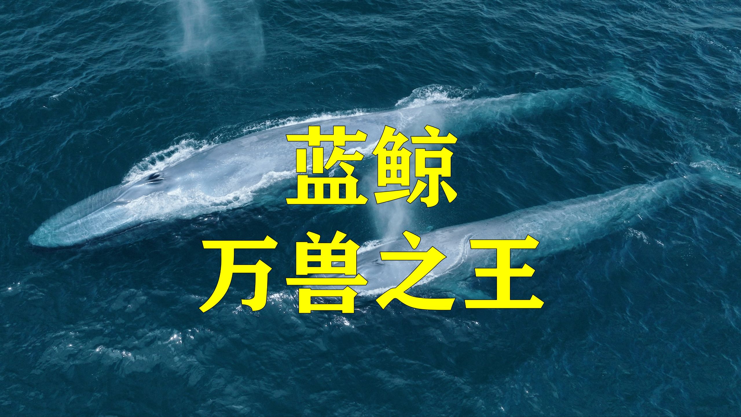 史上最大的动物-蓝鲸