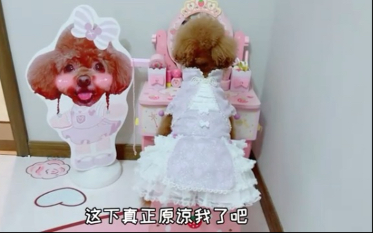 艾米这小坏狗，一言不合就把妈妈关在了门外