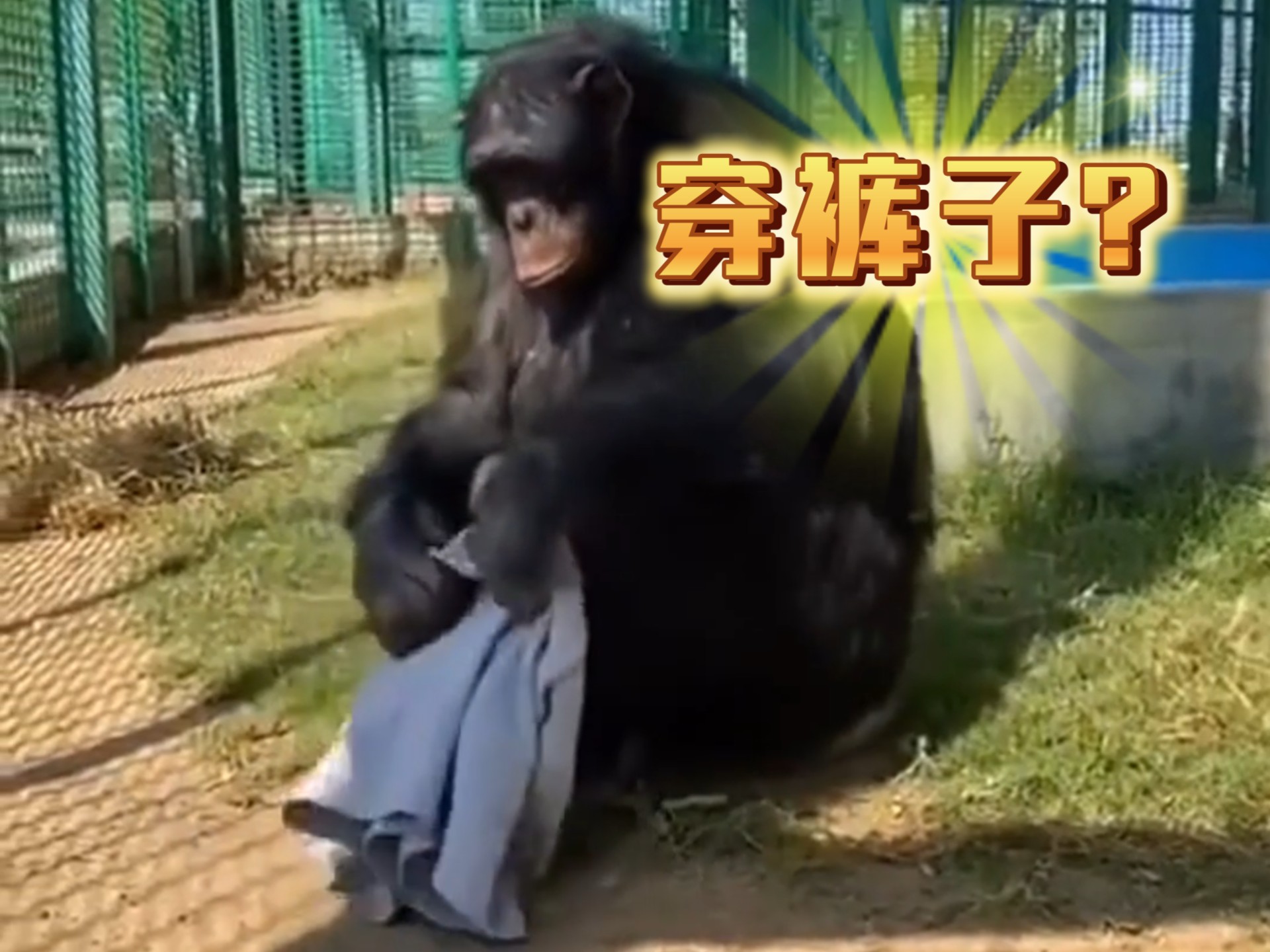 猩猩：为了几根香蕉，我也是拼了！