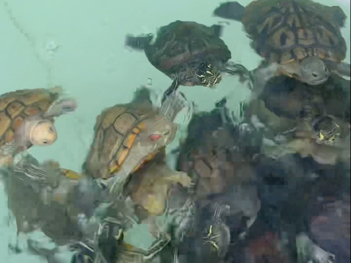 报！！！！是虾干日！！！！！吃！！！！