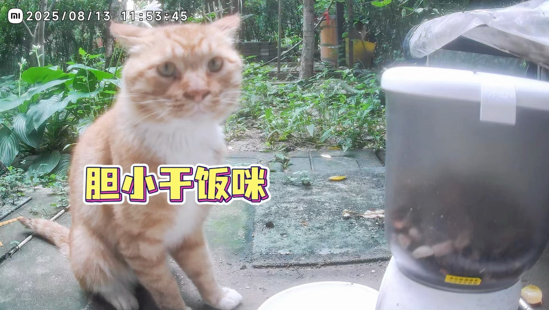 原来你这么能吃啊！只在我面前装小鸟胃！