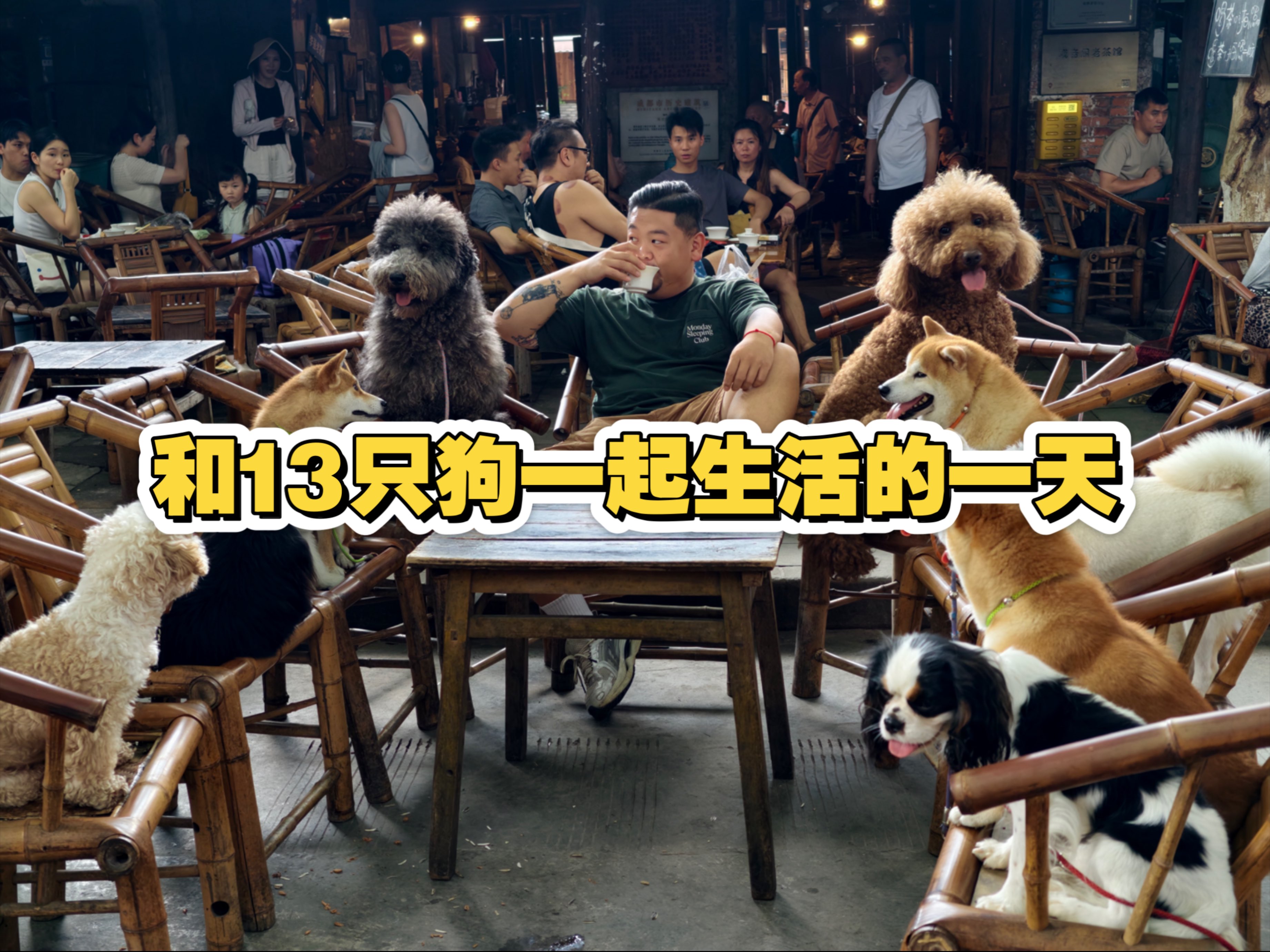 和13只狗一起生活的一天。