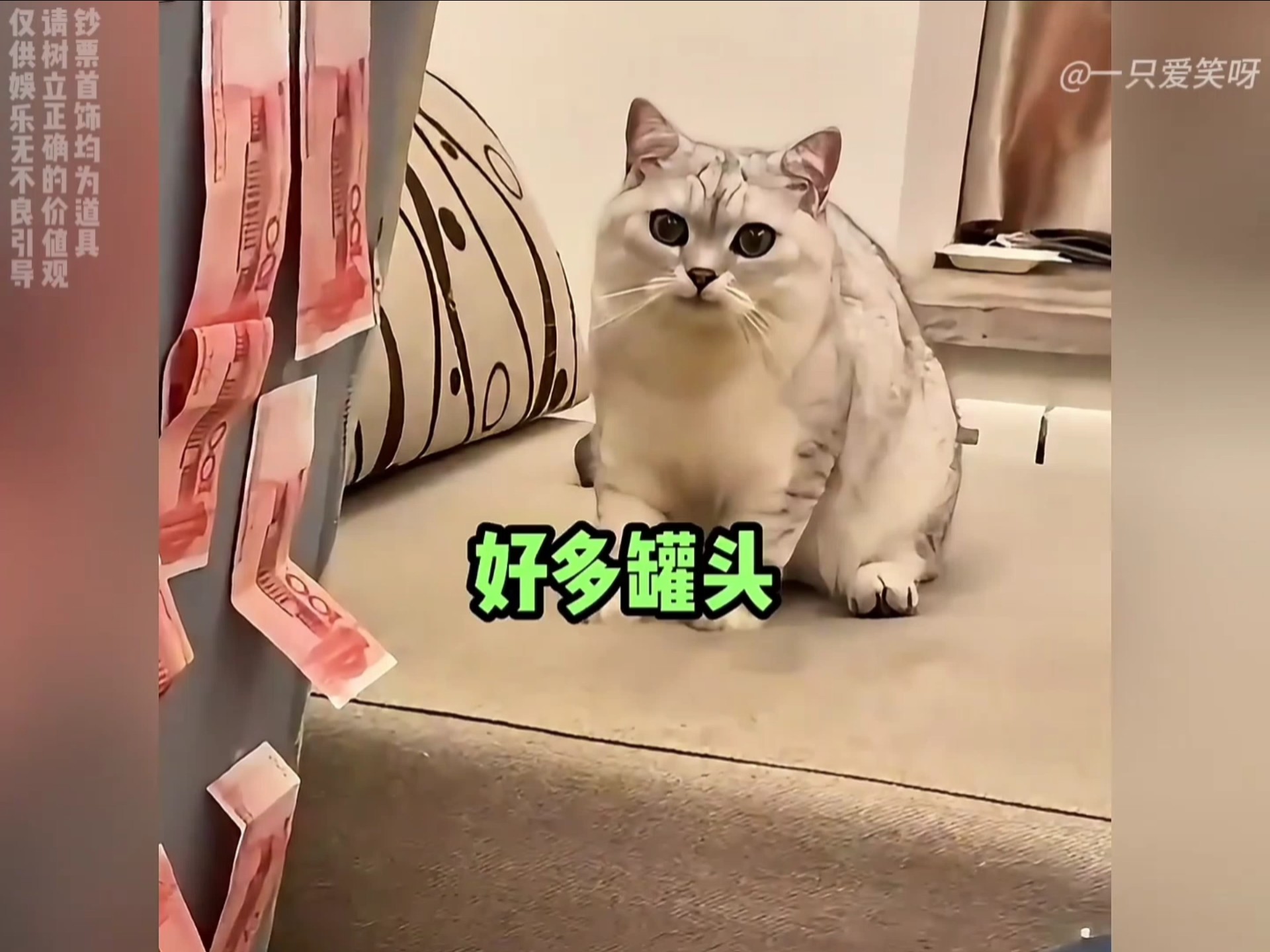 盘点会找私房钱的招财猫#搞笑