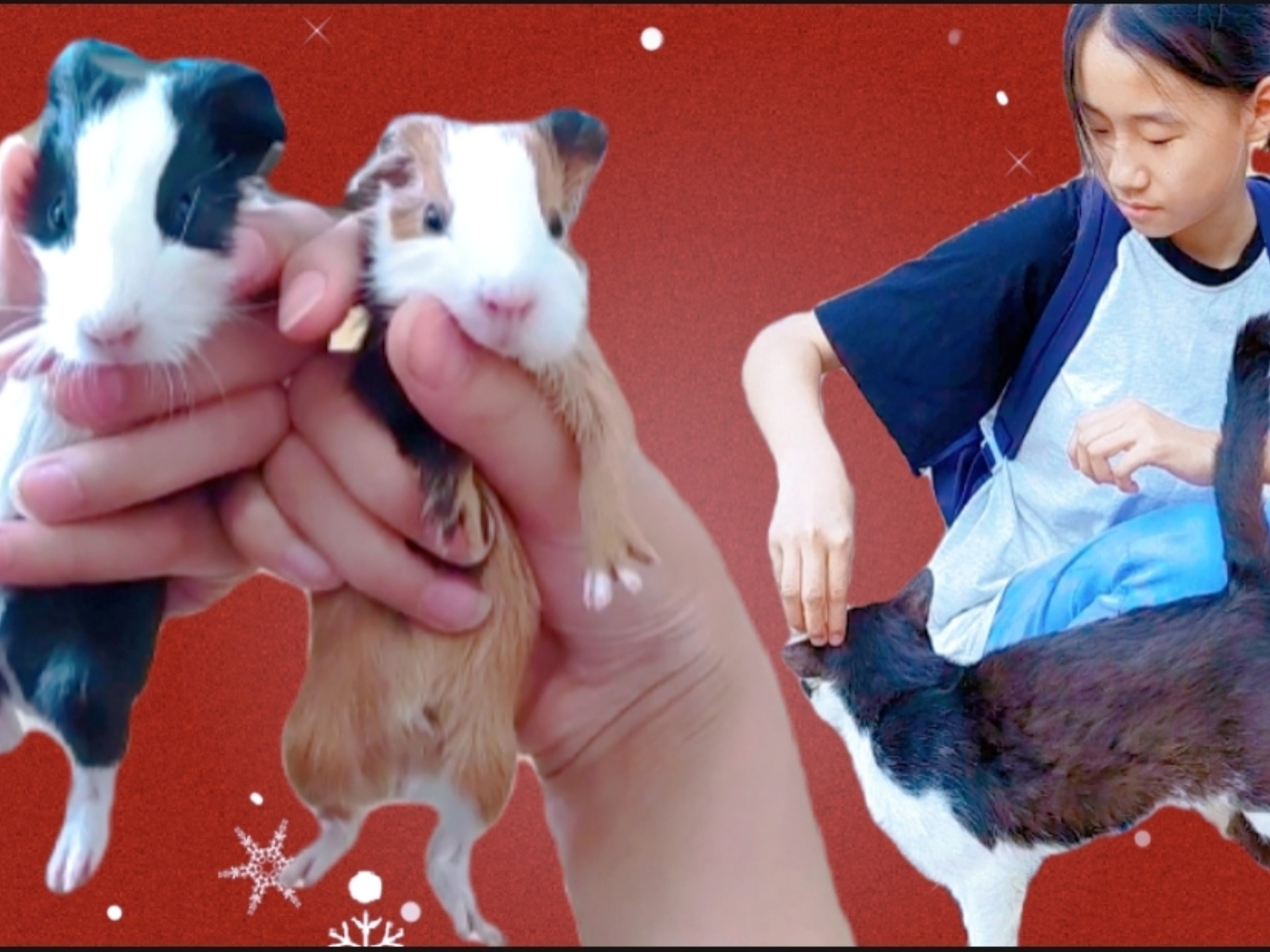 妈妈不让养小猫，于是孩子养了4只荷兰猪，3年了，猪猪陪孩子从小学