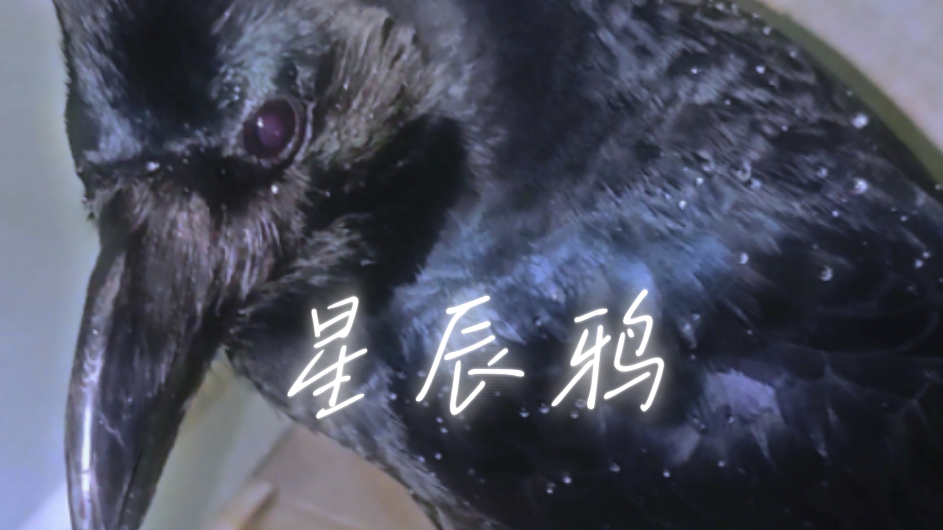 乌鸦先生是身披银河的星空精灵