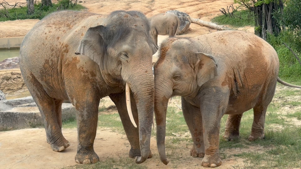 【亚洲象茱莉托尼】二脸娇羞，粉红泡泡？