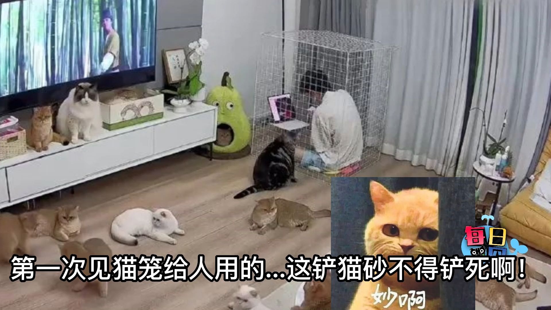 【每日一囧】家里猫太多了,无助网友把自己关笼子里 |猫猫村
