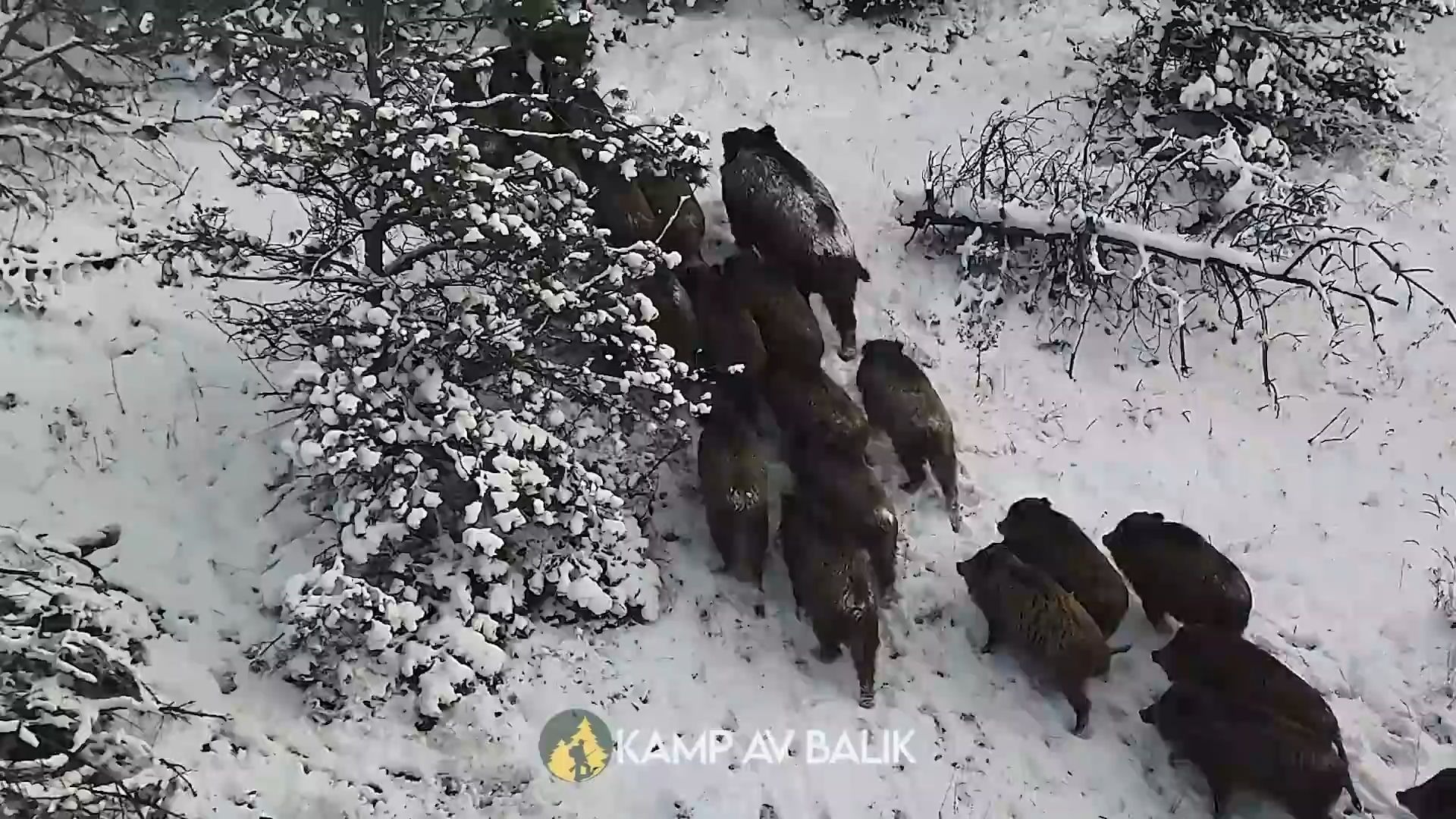 巨型猪群——令人惊叹的场景！狩猎野猪群的特殊场景。