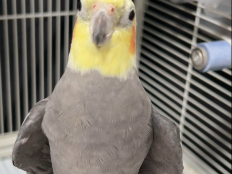 自成一派的口哨，其实就是它瞎吹的