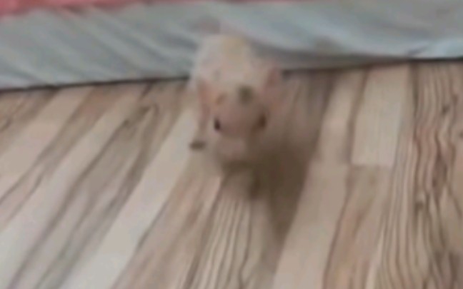 猪猪猪突猛进！