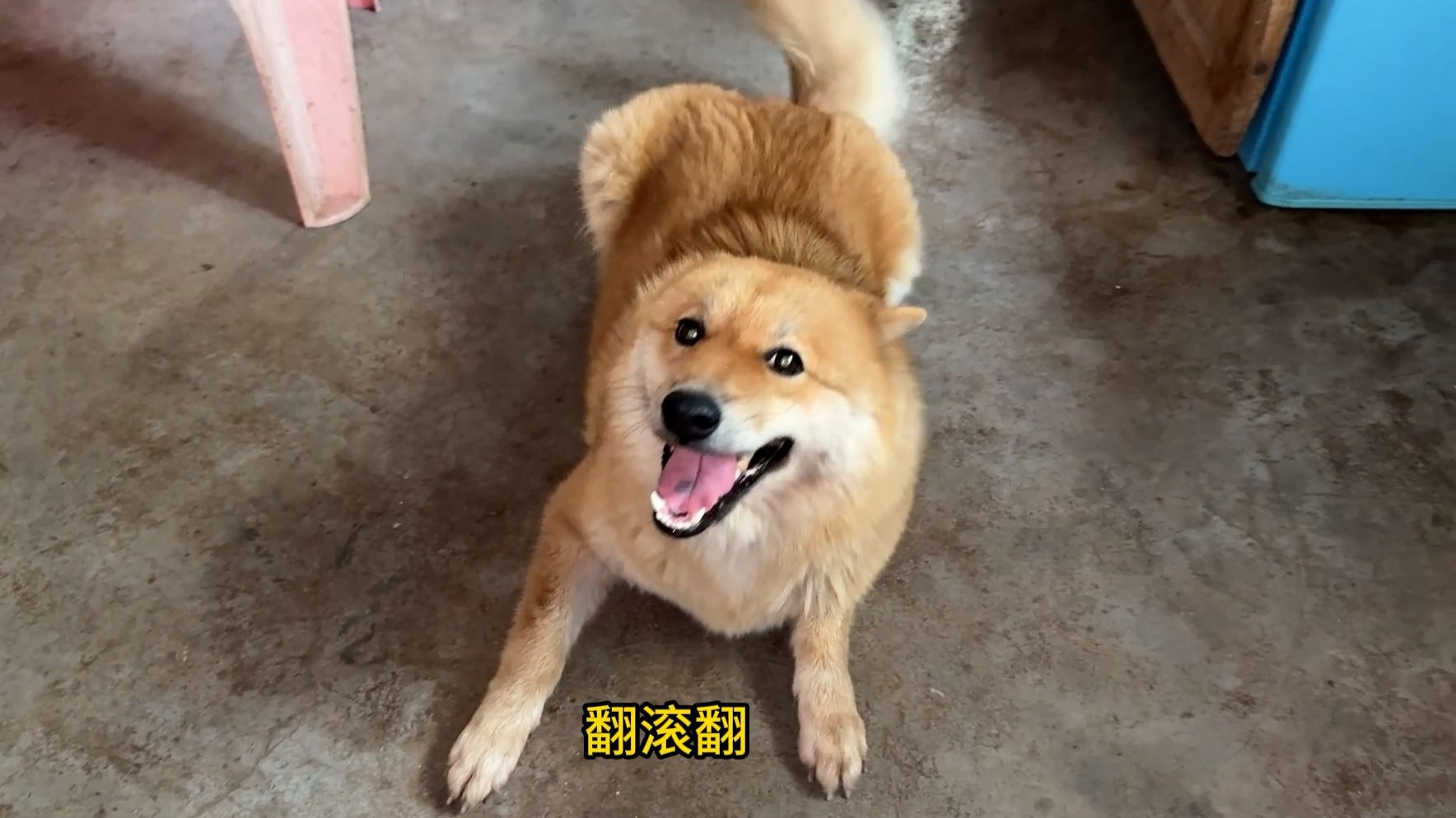 狗子：是不是这样